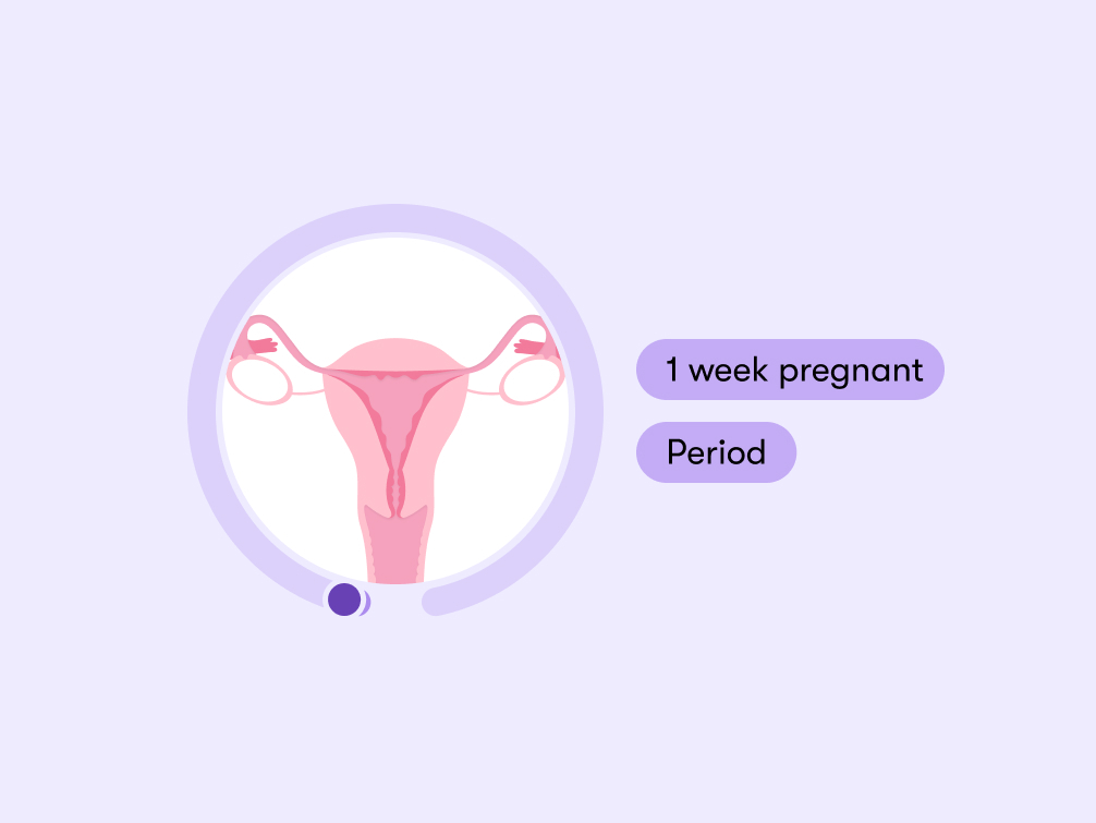 1 week pregnant Symptoms tips and baby development